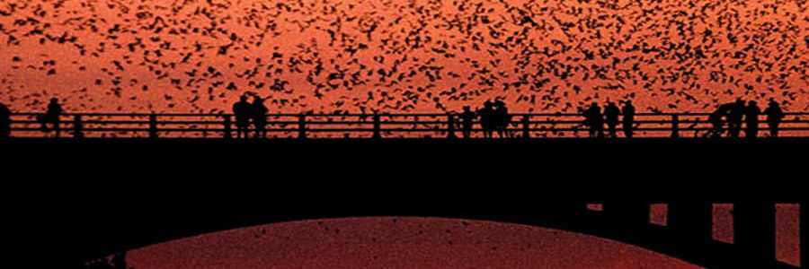 Congress Avenue Bridge Bats